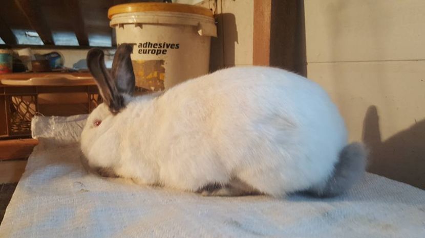  - b californieni 2017