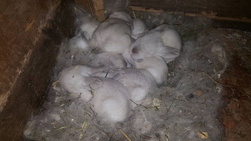  - b californieni 2017