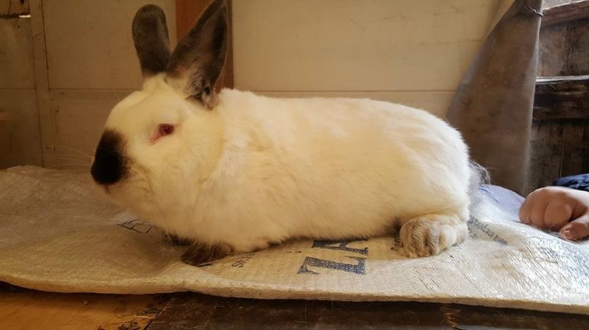  - b californieni 2017