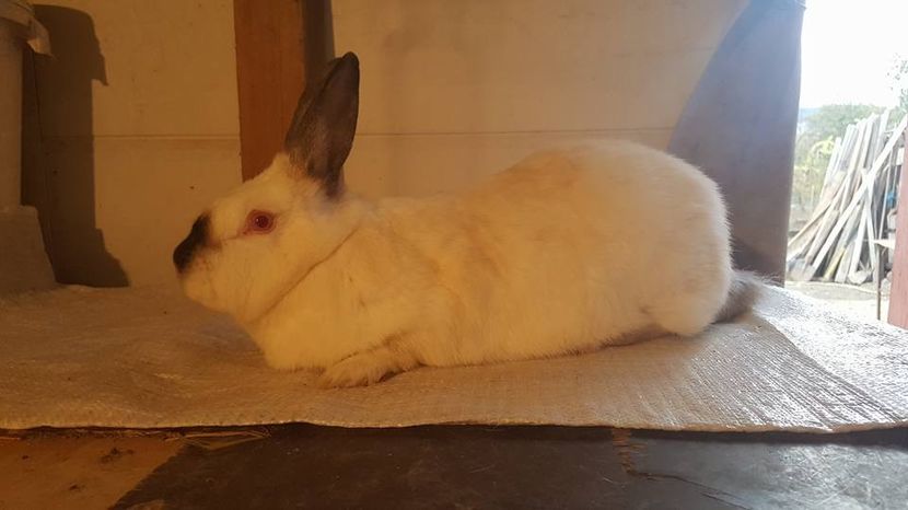  - b californieni 2017