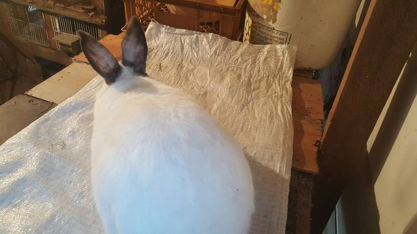  - b californieni 2017