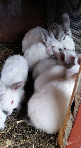  - a californieni 2016