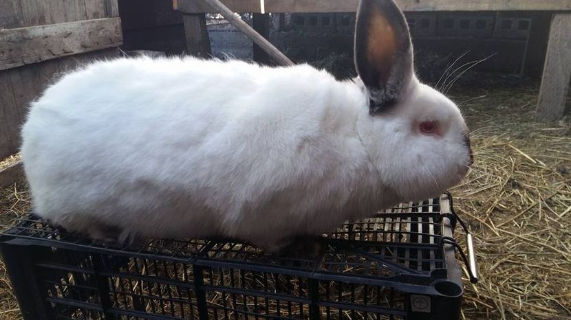  - a californieni 2016