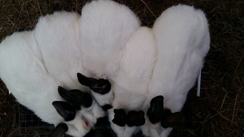  - a californieni 2016