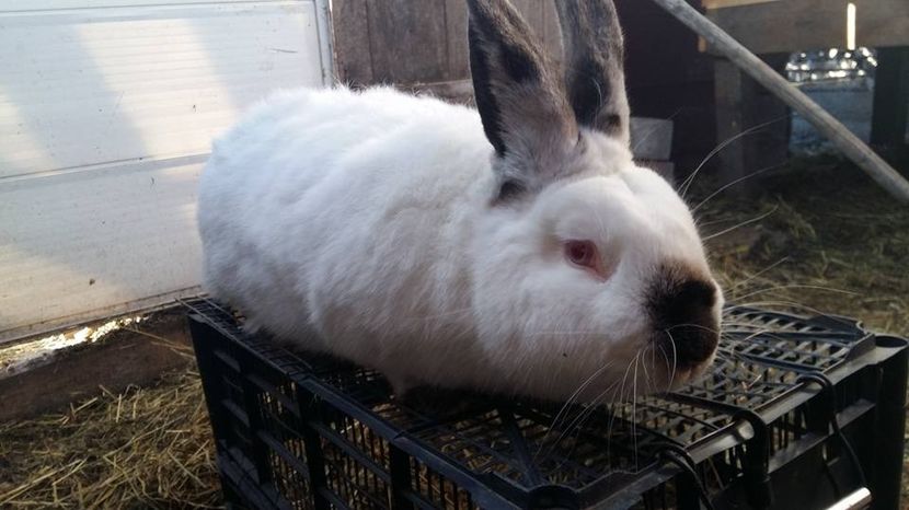  - a californieni 2016