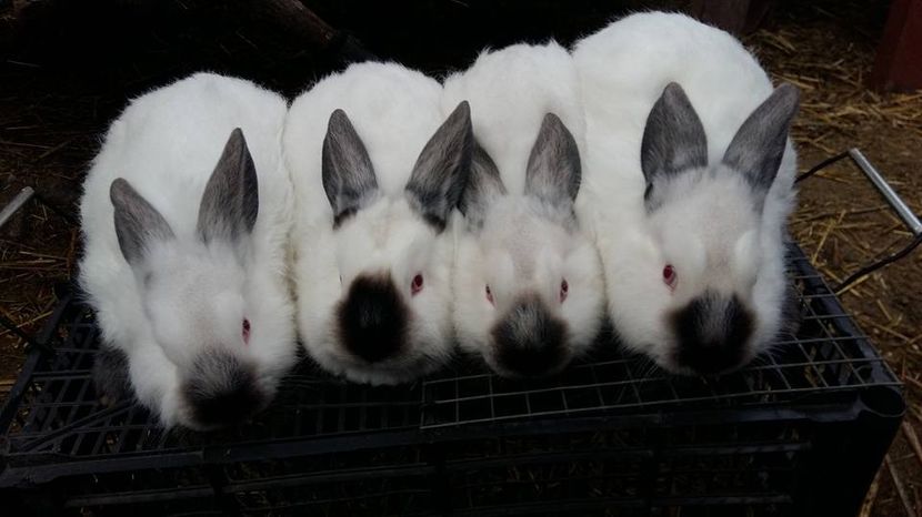  - a californieni 2016