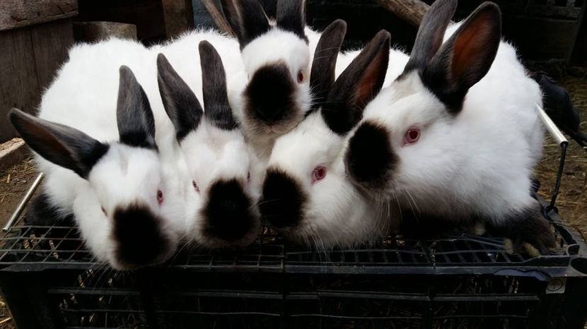  - a californieni 2016