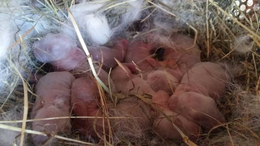  - a californieni 2016