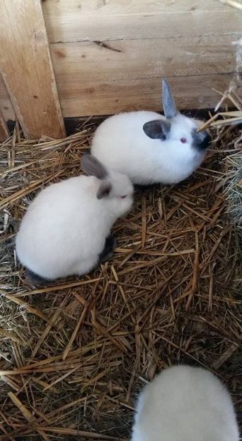  - a californieni 2016