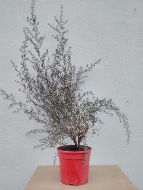 Manuka-Leptospermum scoparium la ghiveci de 2,5 L - Manuka
