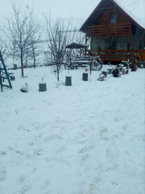  - iarna 2018 spre 2019