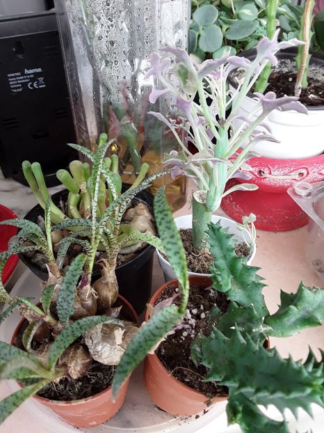  - Suculente mica pasiune