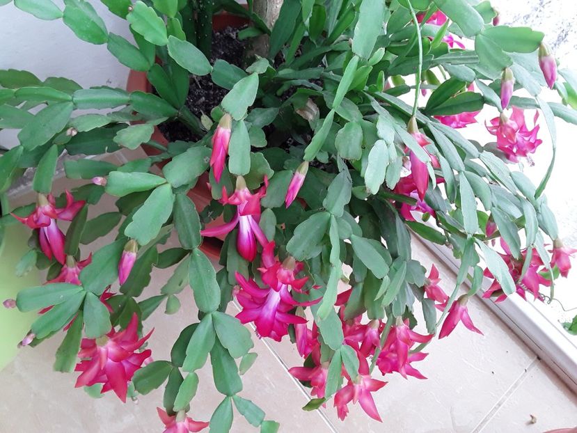  - Suculente mica pasiune