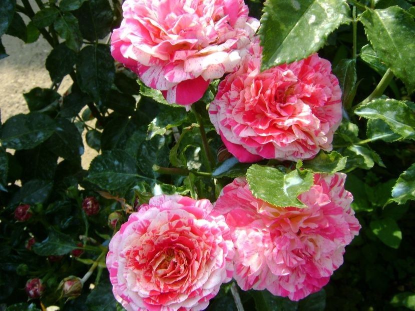  - Abracadabra floribunda Kordes 2018-2019