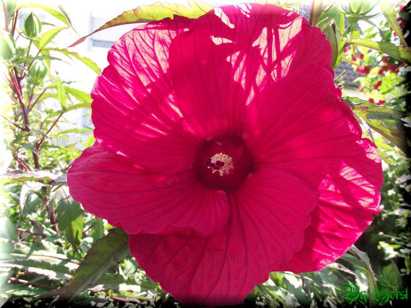 Fireball - Hibiscus moscheutos - Fireball