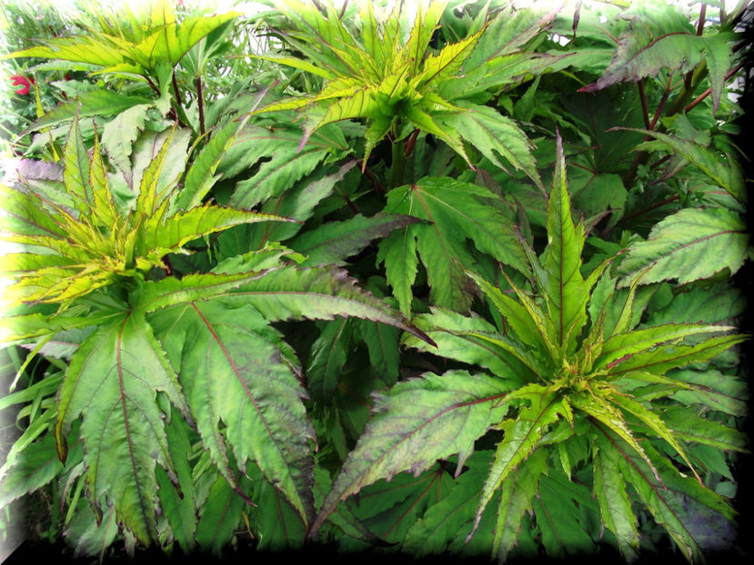 Fireball - Hibiscus moscheutos - Fireball