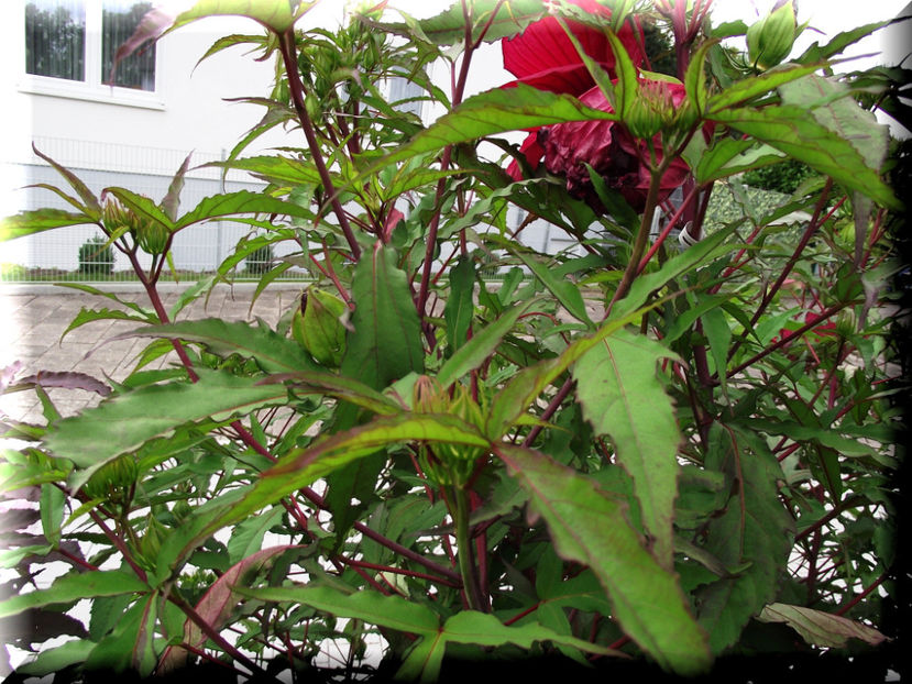 Fireball - Hibiscus moscheutos - Fireball