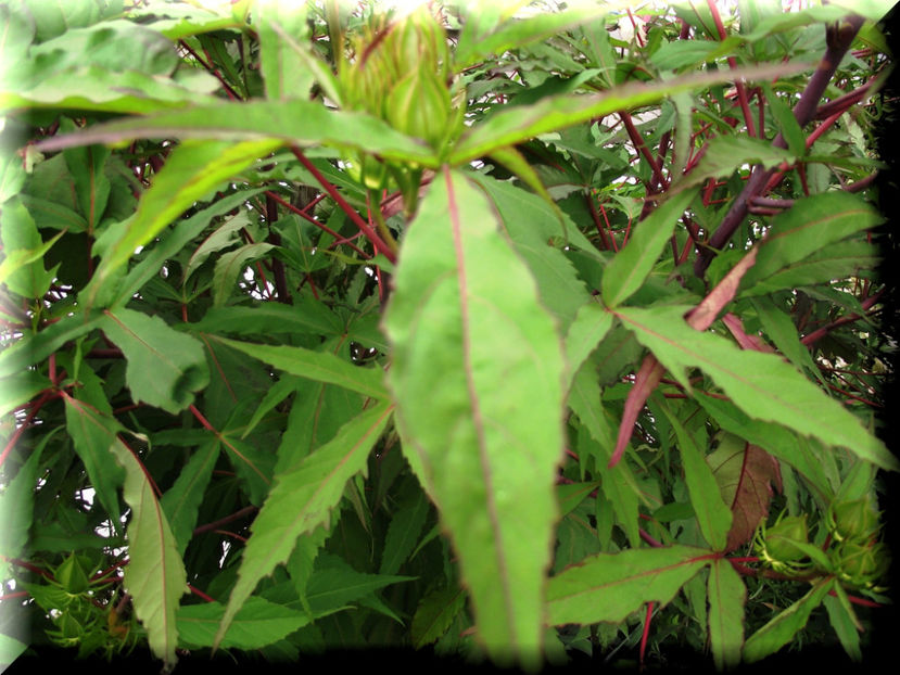 Fireball - Hibiscus moscheutos - Fireball