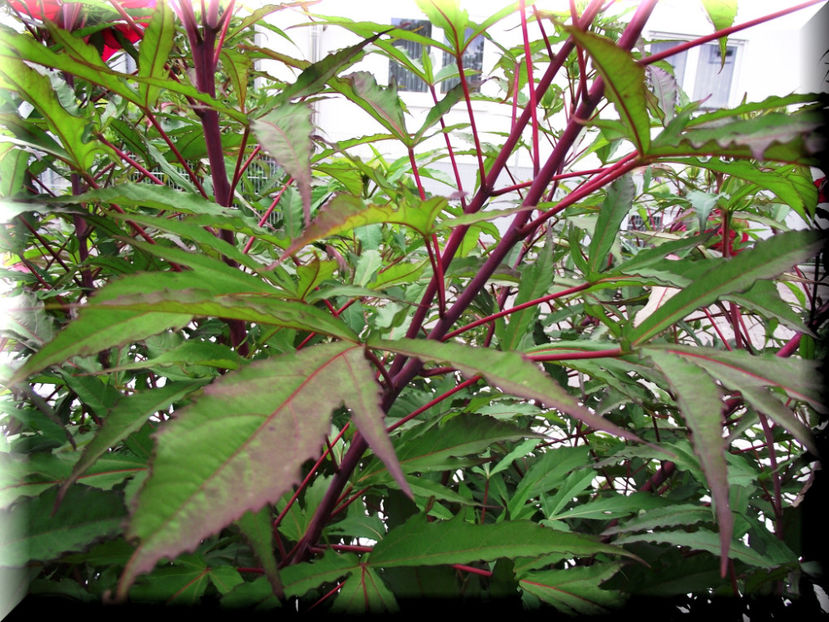 Fireball - Hibiscus moscheutos - Fireball