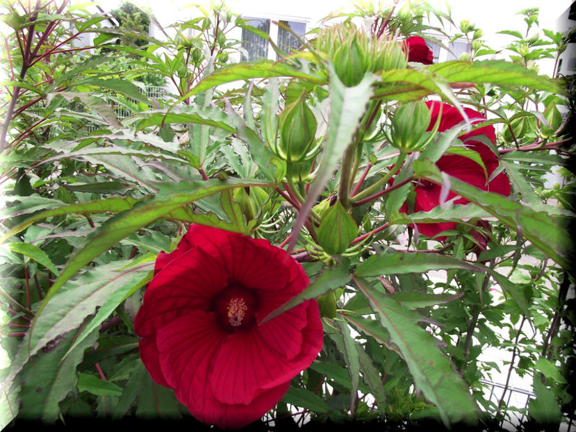 Fireball - Hibiscus moscheutos - Fireball