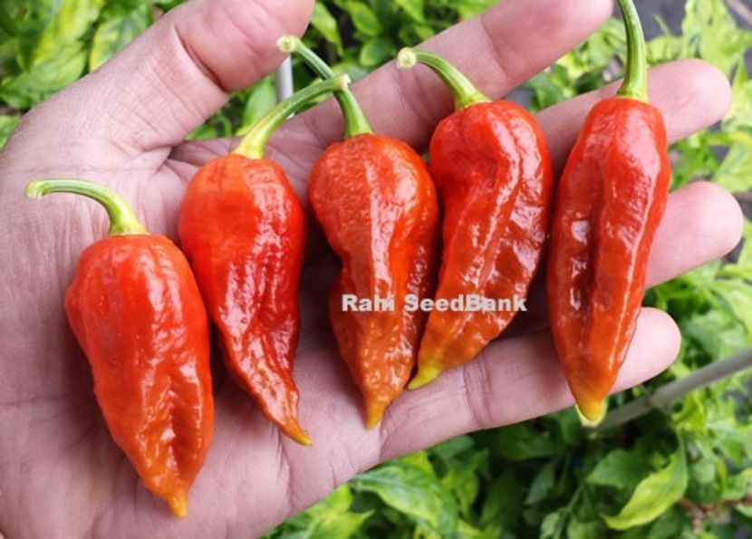 copiata - Z SEMINTE ARDEI IUTE - BHUT JOLOKIA CARAMEL - RED - SLO ????????????? AI 66