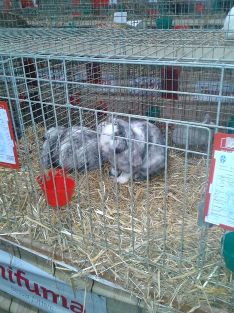 Fotografie0005 - 29---expozitie Leipzig- Germania 2018