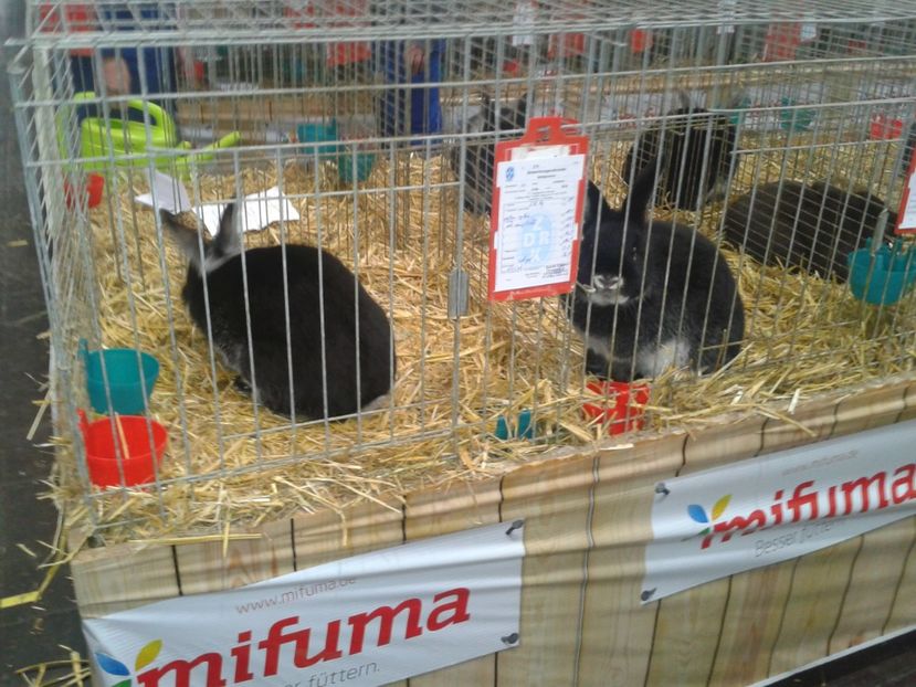 Fotografie0007 - 29---expozitie Leipzig- Germania 2018