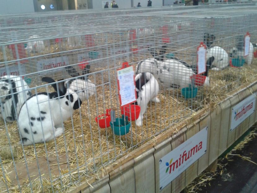 Fotografie0015 - 29---expozitie Leipzig- Germania 2018