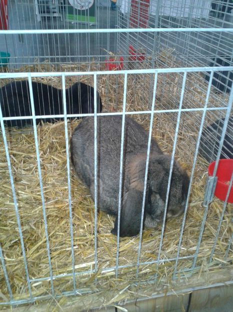 Fotografie0017 - 29---expozitie Leipzig- Germania 2018