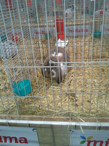 Fotografie0058 - 29---expozitie Leipzig- Germania 2018