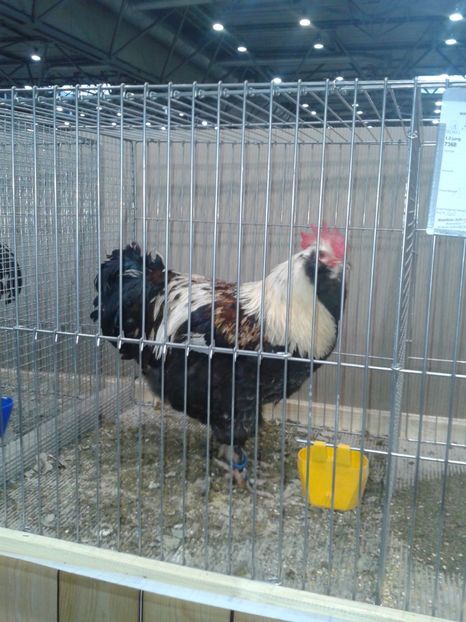 Fotografie0071 - 29---expozitie Leipzig- Germania 2018