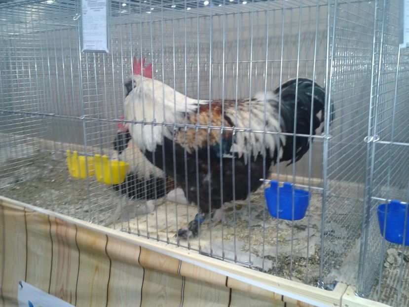 Fotografie0072 - 29---expozitie Leipzig- Germania 2018