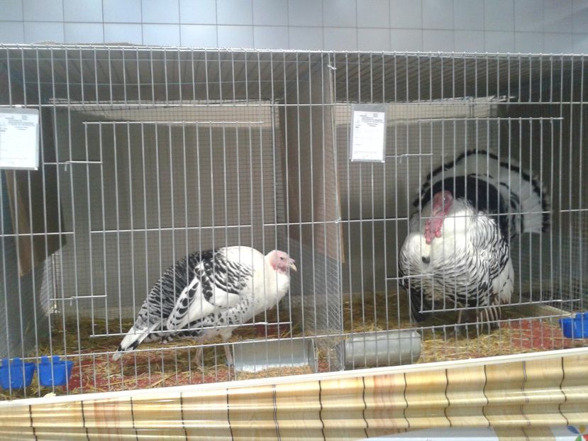 Fotografie0077 - 29---expozitie Leipzig- Germania 2018