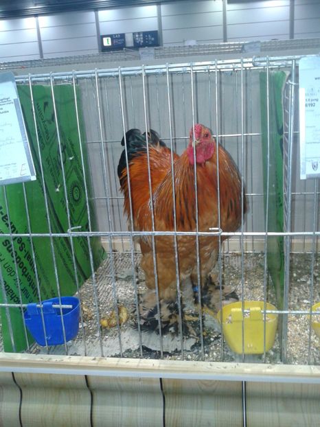 Fotografie0085 - 29---expozitie Leipzig- Germania 2018