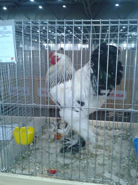 Fotografie0090 - 29---expozitie Leipzig- Germania 2018