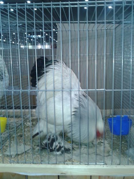 Fotografie0091 - 29---expozitie Leipzig- Germania 2018