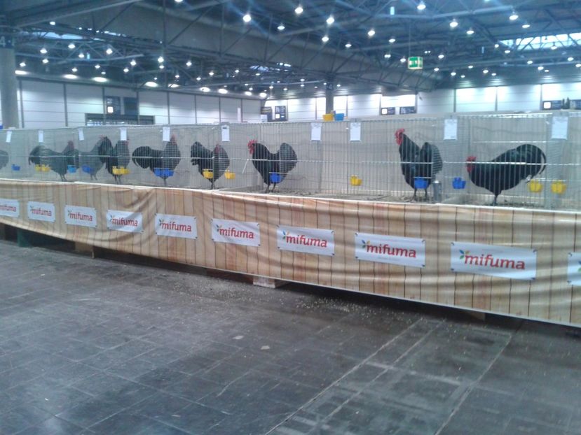 Fotografie0114 - 29---expozitie Leipzig- Germania 2018