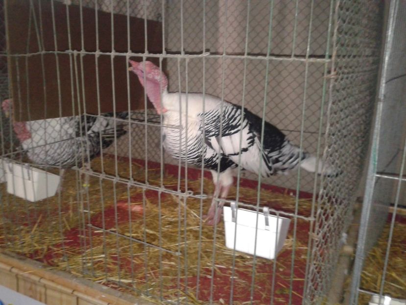 Fotografie0120 - 29---expozitie Leipzig- Germania 2018