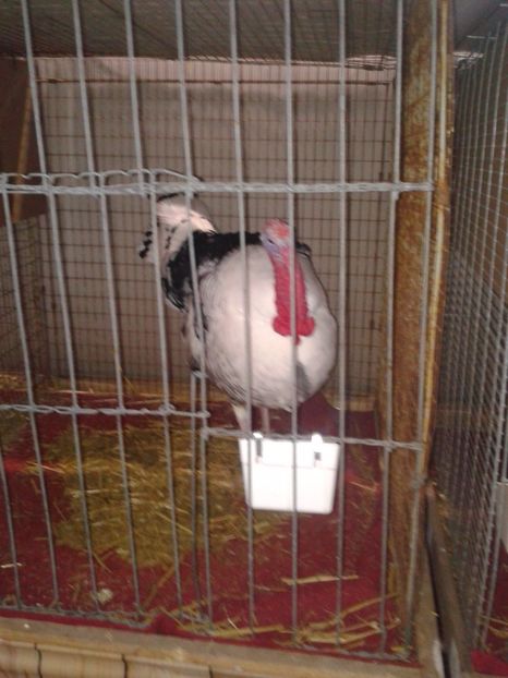 Fotografie0121 - 29---expozitie Leipzig- Germania 2018