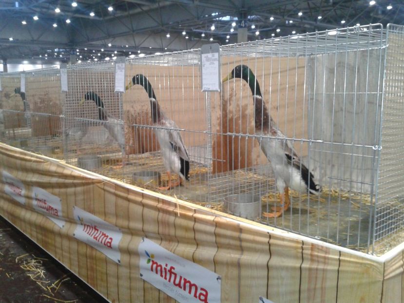 Fotografie0125 - 29---expozitie Leipzig- Germania 2018