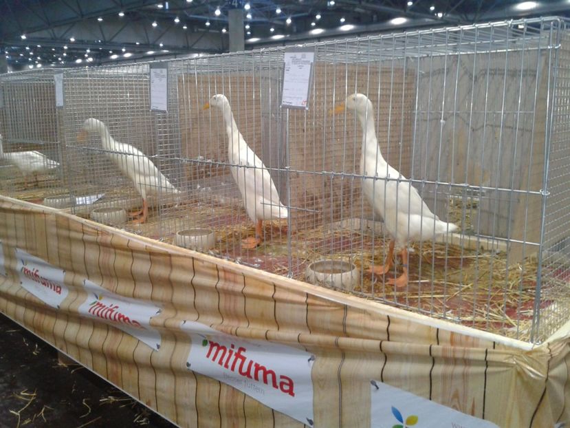 Fotografie0127 - 29---expozitie Leipzig- Germania 2018