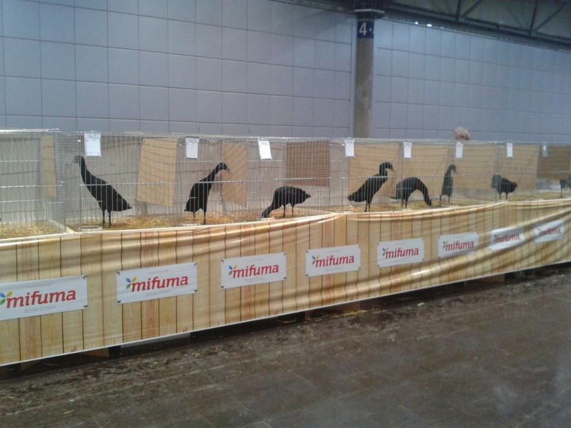 Fotografie0133 - 29---expozitie Leipzig- Germania 2018