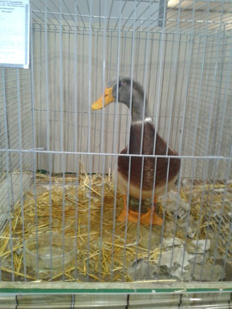 Fotografie0134 - 29---expozitie Leipzig- Germania 2018