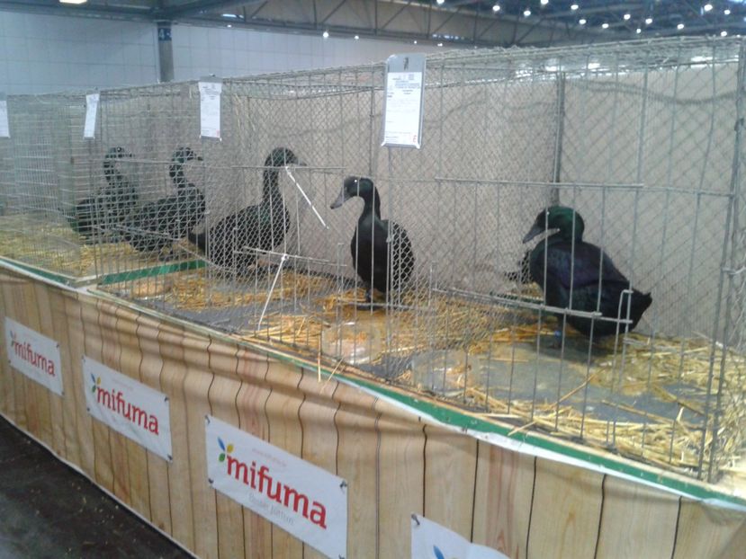 Fotografie0159 - 29---expozitie Leipzig- Germania 2018