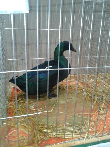 Fotografie0166 - 29---expozitie Leipzig- Germania 2018