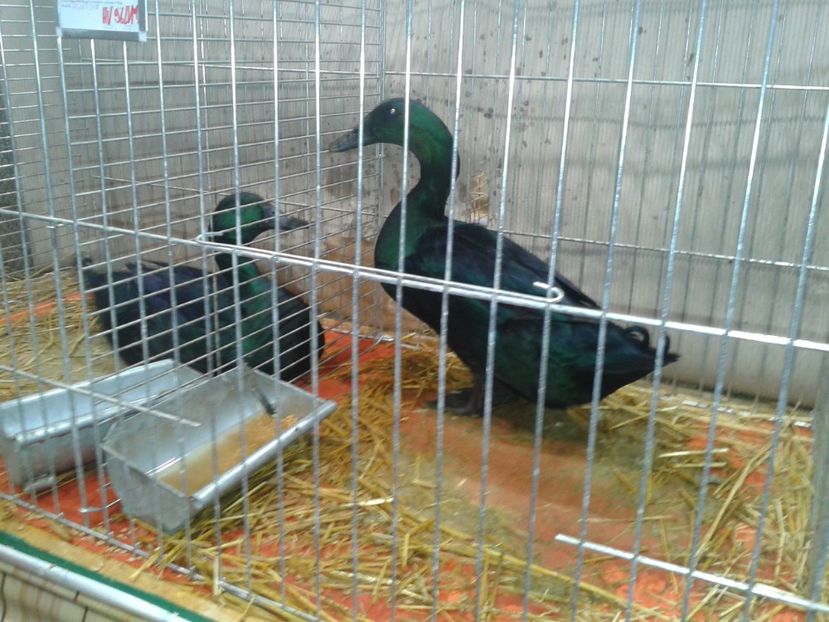 Fotografie0167 - 29---expozitie Leipzig- Germania 2018