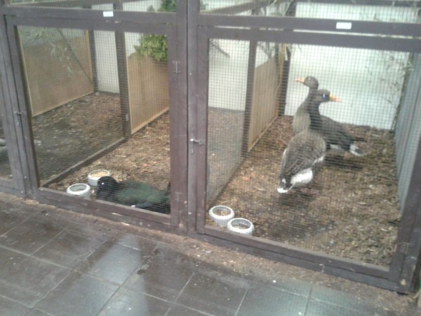 Fotografie0200 - 29---expozitie Leipzig- Germania 2018