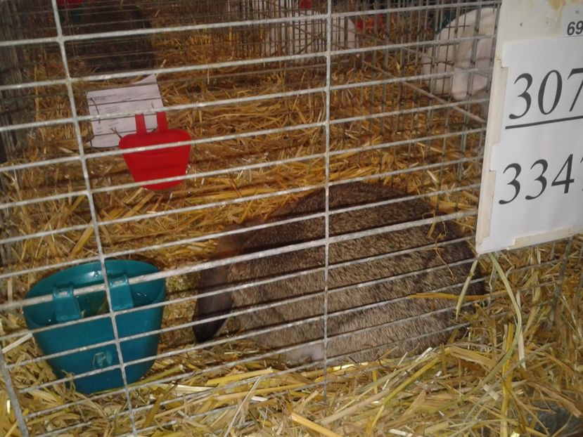 Fotografie0202 - 29---expozitie Leipzig- Germania 2018