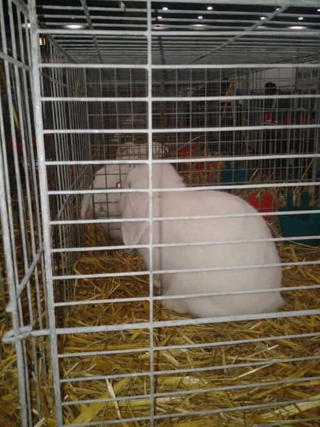 Fotografie0203 - 29---expozitie Leipzig- Germania 2018