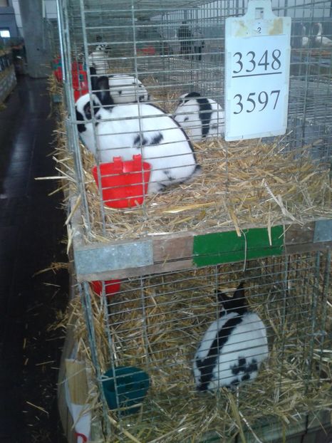 Fotografie0204 - 29---expozitie Leipzig- Germania 2018